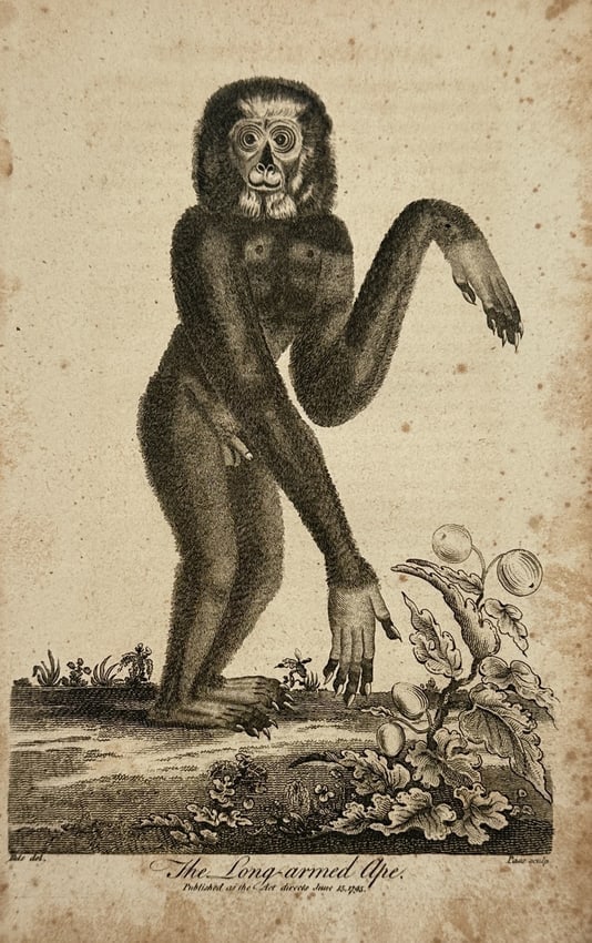 John Wilkes (1750–1810) – The Long-armed Ape – Engraving (1795): "The Long-armed Ape" illustrates a gibbon, historically referred to by this descriptive name, standing in a naturalistic landscape beside a fruiting plant. The engraving provides a detailed anatomical