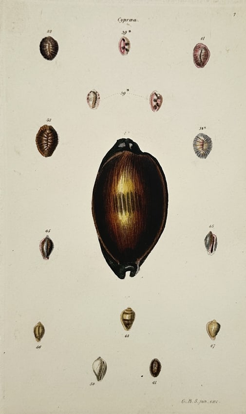 George B. Sowerby I (1788–1854) – Various Cypraea (Cowrie) Shell Species: "Cypraea" illustrates fifteen distinct specimens of cowrie shells, featuring a large central specimen surrounded by a variety of smaller species. The botanical study provides a detailed anatomical stu