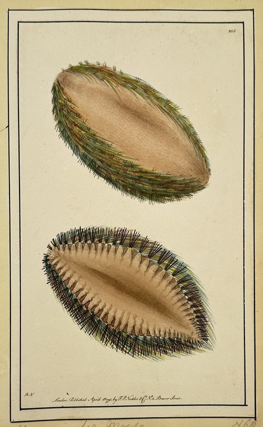 Frederick Polydore Nodder (1751–1801) – Sea Mouse – Hand-coloured engraving (1795) (1 of 2)