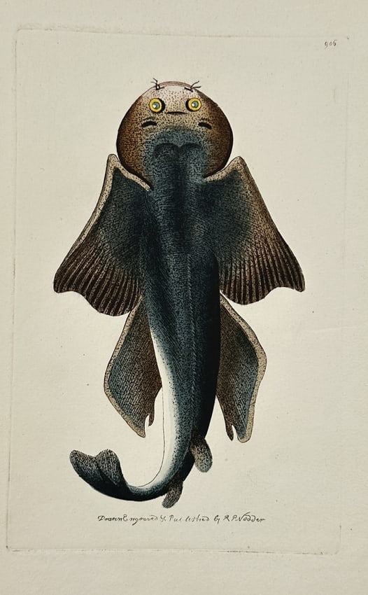 Frederick Polydore Nodder (1751–1801) – Stargazer Fish – Hand-coloured engraving (1800) (1 of 2)
