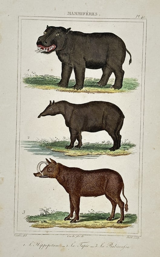 Georges-Louis Leclerc, Comte de Buffon – View of a hippopotamus, tapir and babirusa (1 of 2)