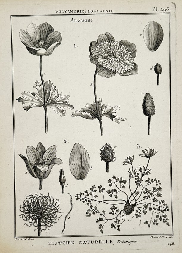 Robert Bénard (1734–1777) – View of anemone botanical studies – Engraving (1771): "Anemone" This engraving illustrates several varieties of anemones, showing detailed studies of the flowers in full bloom alongside their seeds, buds, and root systems. The work is a technical plate f