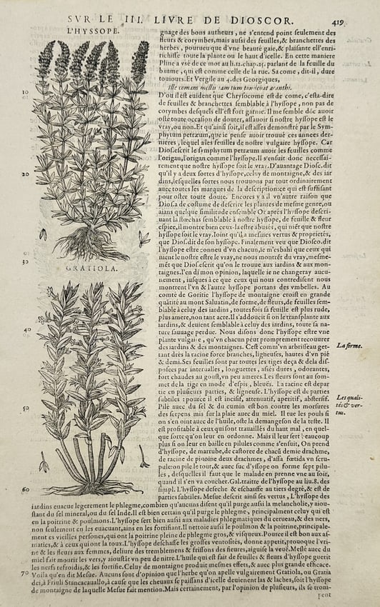 Pietro Andrea Mattioli (1501–1577) – View of Hyssop and Gratiola – Woodcut (1572) (1 of 2)