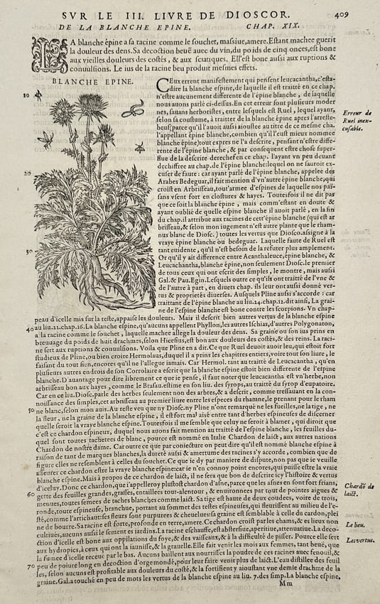 Pietro Andrea Mattioli (1501–1577) – View of Blanche Epine – Woodcut (1572) (1 of 2)