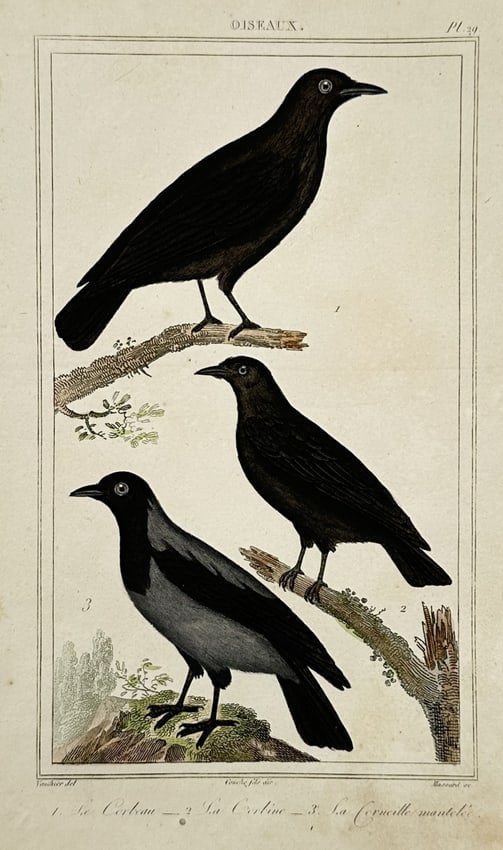 Georges-Louis Leclerc, Comte de Buffon – View of the Raven, Crow - copper engraving (1 of 2)