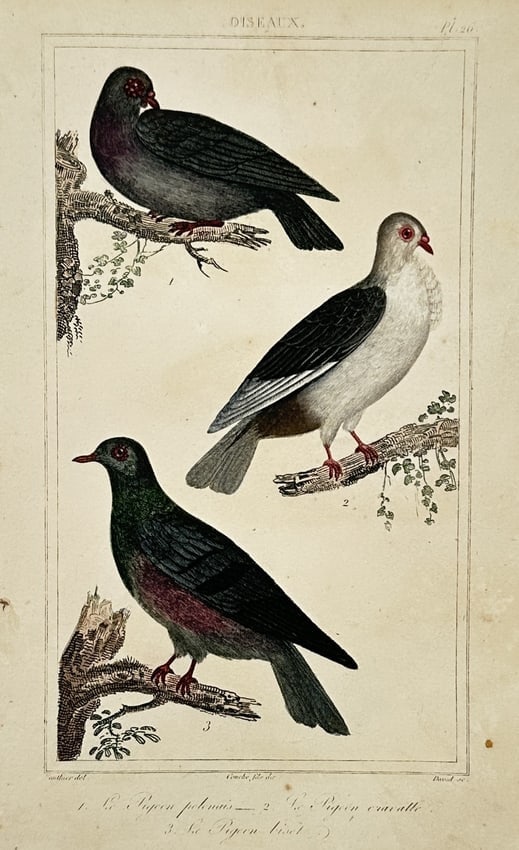 Georges-Louis Leclerc, Comte de Buffon – View of Various Pigeons - copper engraving (1 of 2)