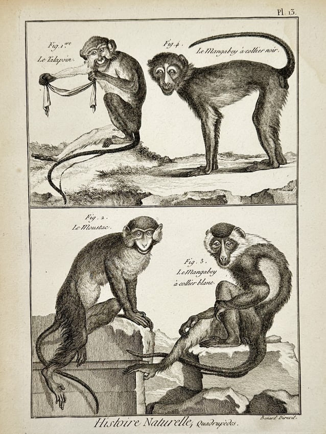 Robert Bénard (1734–1777) – Study of Four Primate Species – Engraving (1771) (1 of 2)