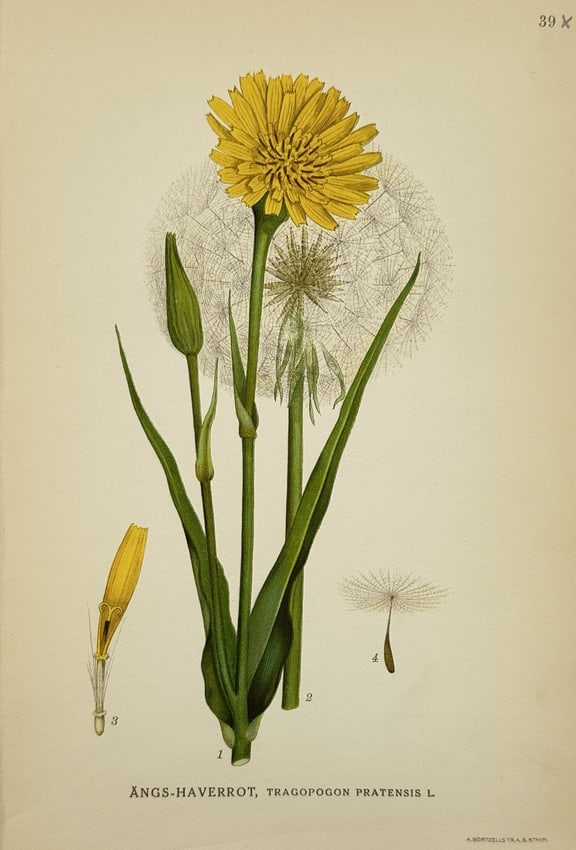 Carl Lindman (1856–1928) – Map of Meadow Salsify – Chromolithograph (1901–1905): "Ängs-haverrot, Tragopogon pratensis L." This chromolithograph presents a detailed botanical study of the Meadow Salsify, featuring its vibrant yellow flower head and distinctive grass-like green lea