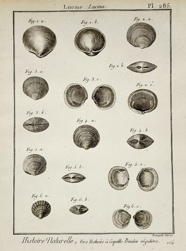 Robert Bénard (1734–1777) – View of Lucina bivalve shell studies – Engraving (1771) (1 of 2)