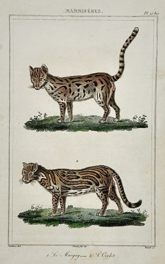 Georges-Louis Leclerc, Comte de Buffon – View of a margay and an ocelot: "Mammals: The Margay, The Ocelot" The hand-coloured engraving illustrates two spotted wild cats of the Americas, showing a margay with a raised tail above a standing ocelot. This plate is from an earl
