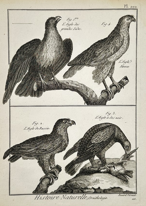Robert Bénard (1734–1777) – Various Species of Eagles – Engraving (1762) (1 of 2)