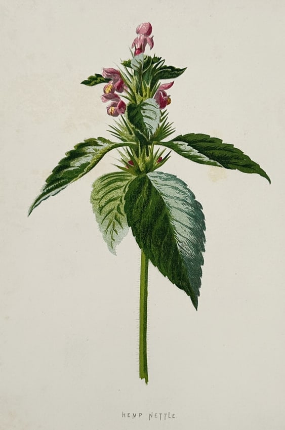 Frederick Edward Hulme (1841–1909) – Hemp Nettle – Chromolithograph (1875–1900) (1 of 2)