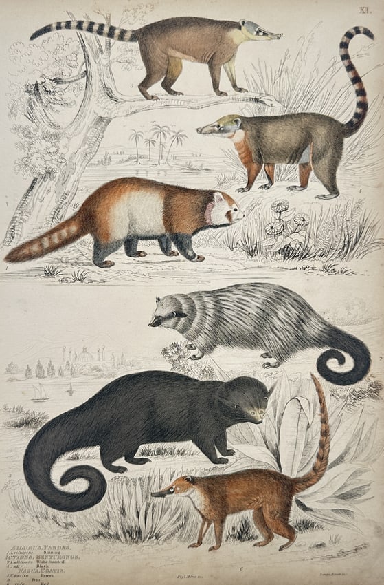 Captain Thomas Brown – Various Species of Coatis, Red Panda, and Civets – Hand-coloured: "Ailurus, Pandas, Nasua, Coatis" illustrates six distinct small-to-medium-sized carnivore specimens in a naturalistic landscape, providing a detailed anatomical study of their varied fur textures, rin