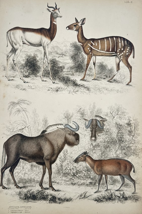 Captain Thomas Brown – Various Antelope and Gnu Species – Hand-coloured lithograph (1 of 2)
