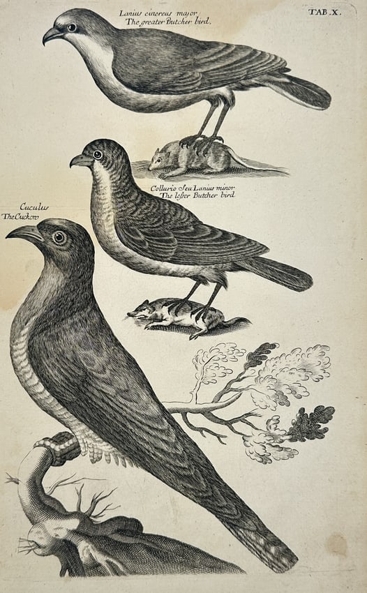 Francis Willughby – The Greater Butcher Bird, The Lesser Butcher Bird, and The Cuckow (1 of 2)