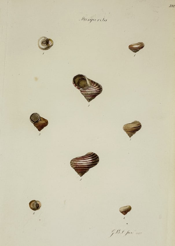 George B. Sowerby I (1788–1854) – Margarita Shell Specimens – Hand-coloured engraving (1 of 2)