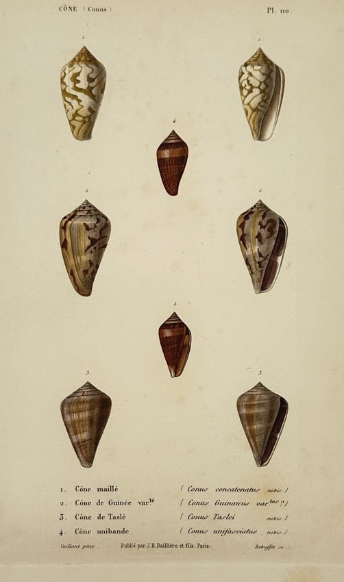 Charles Henry Dessalines d'Orbigny (1806–1876) – Study of Conical Shells (1 of 2)