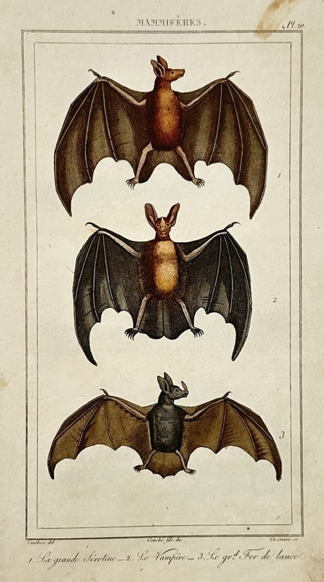Georges-Louis Leclerc, Comte de Buffon – View of a great serotine, vampire bat (1 of 2)