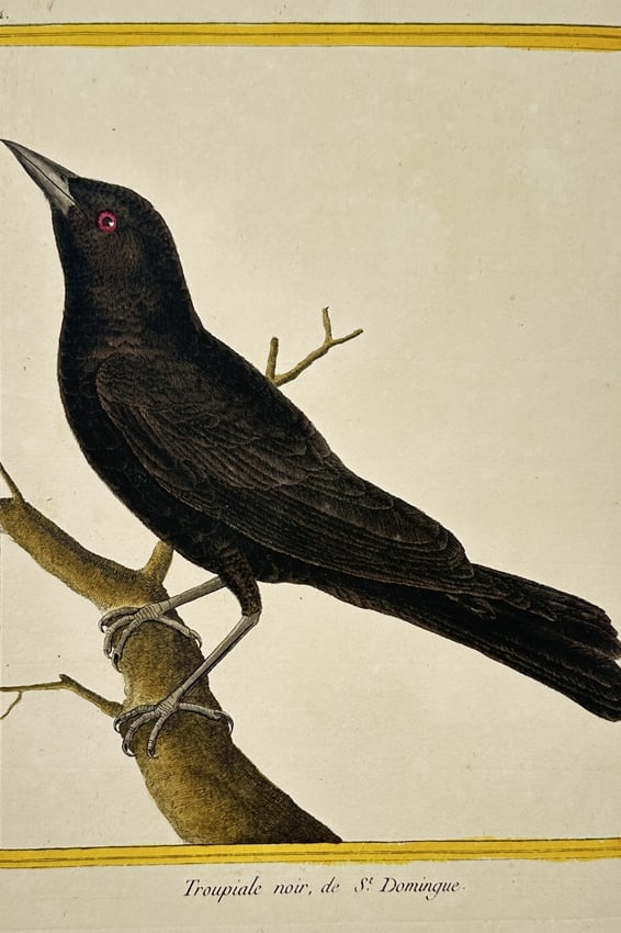 François-Nicolas Martinet – View of a black troupial of Santo Domingo – Hand-coloured (1 of 2)