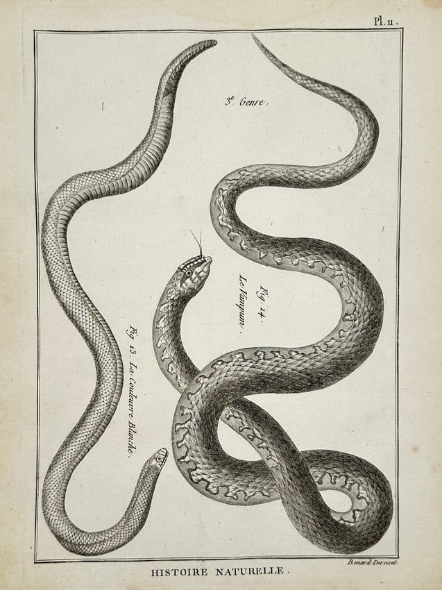 Robert Bénard (1734–1777) – View of White snake and Vampum snake – Engraving (1771) (1 of 2)
