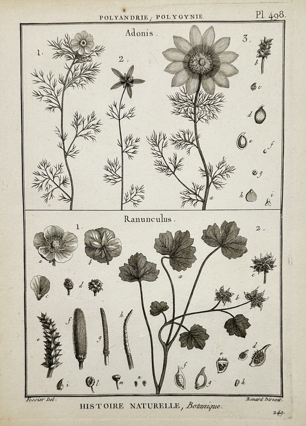 Robert Bénard (1734–1777) – View of Adonis and Ranunculus botanical studies – Engraving (1 of 2)