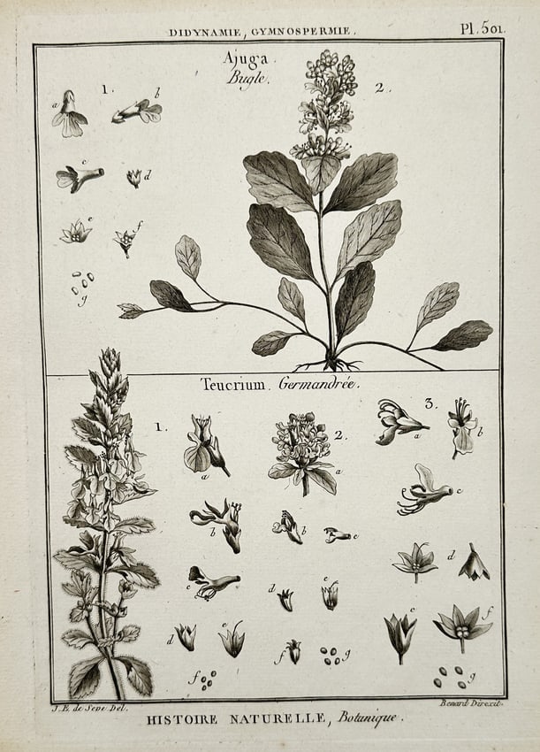 Robert Bénard (1734–1777) – View of Ajuga and Teucrium botanical studies – Engraving (1771) (1 of 2)