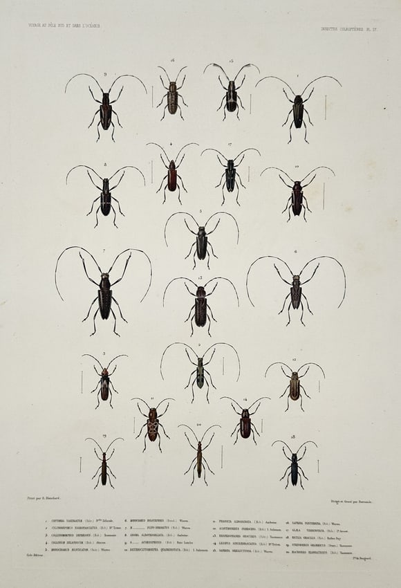 Jean-Baptiste Marie Bury – View of various longhorn beetles – Hand-coloured engraving: "Voyage au Pôle Sud et dans l'Océanie, Insectes Coléoptères" This hand-coloured engraving features nineteen scientific illustrations of longhorn beetles from the Cerambycidae family, characterized
