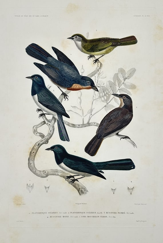 Jean-Baptiste Marie Bury – View of various birds including Platyrhynque – Hand-coloured (1 of 2)
