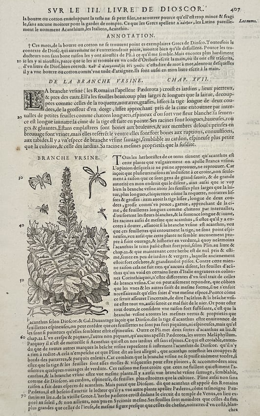 Pietro Andrea Mattioli (1501–1577) – View of Bear's Breech (Acanthus) – Woodcut (1572) (1 of 2)