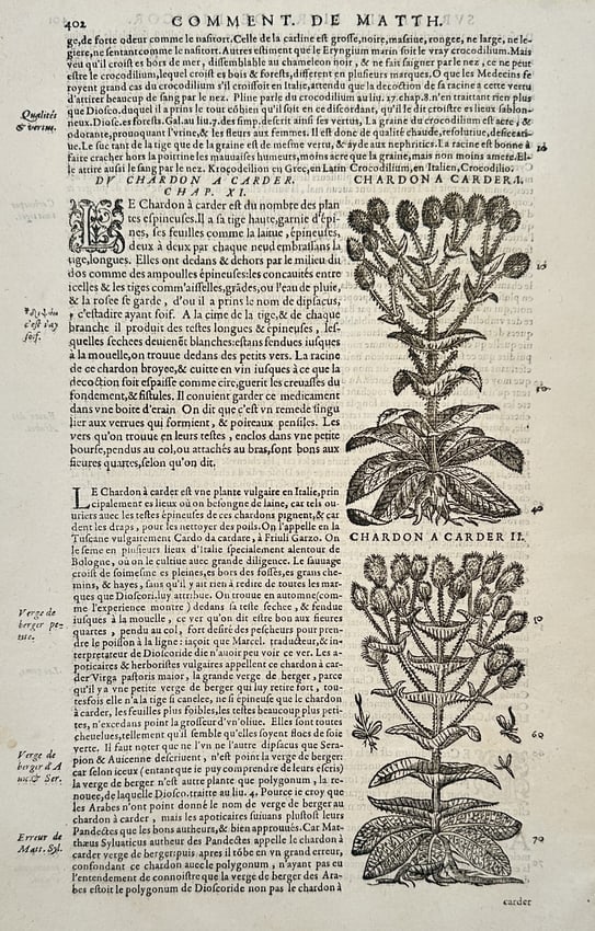 Pietro Andrea Mattioli (1501–1577) – View of Teasel (Chardon a Carder) – Woodcut (1572) (1 of 2)