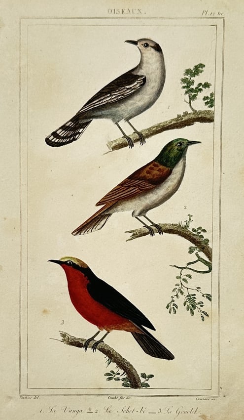 Georges-Louis Leclerc, Comte de Buffon – Studies of Three Exotic Birds – Hand-coloured (1 of 2)