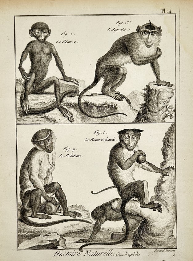 Robert Bénard (1734–1777) – Study of Four Primate Species – Engraving (1771) (1 of 2)