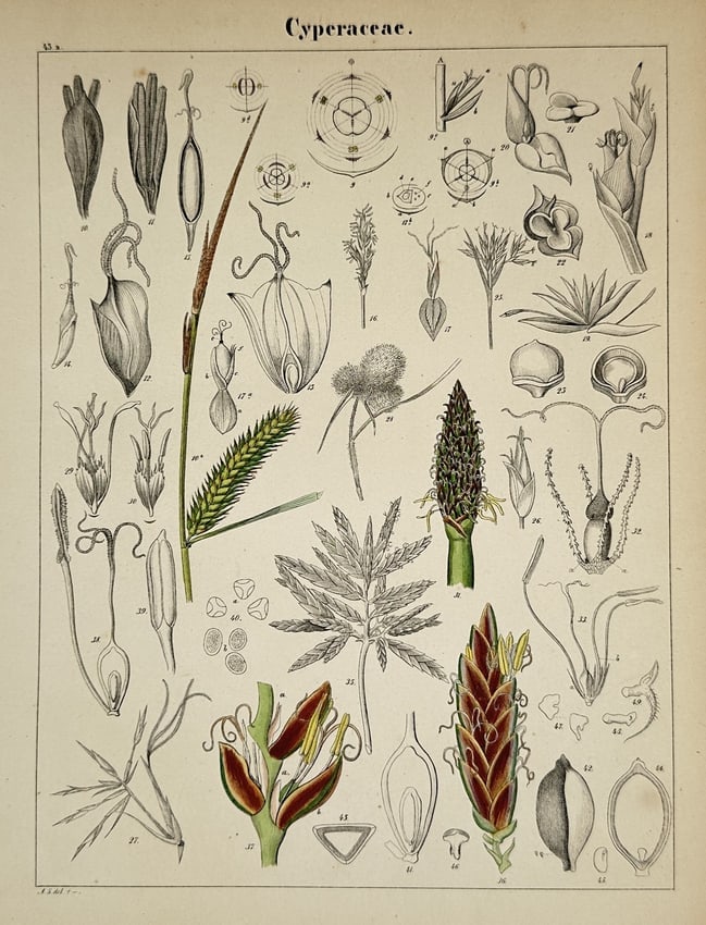 Adalbert Schnizlein (1814–1868) – Botanical Study of the Sedge Family (Cyperaceae) (1 of 2)