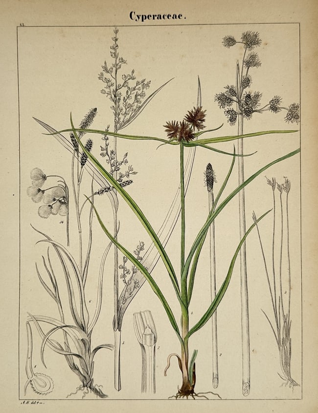 Adalbert Schnizlein (1814–1868) – Systematic Study of the Sedge Family (Cyperaceae) (1 of 2)