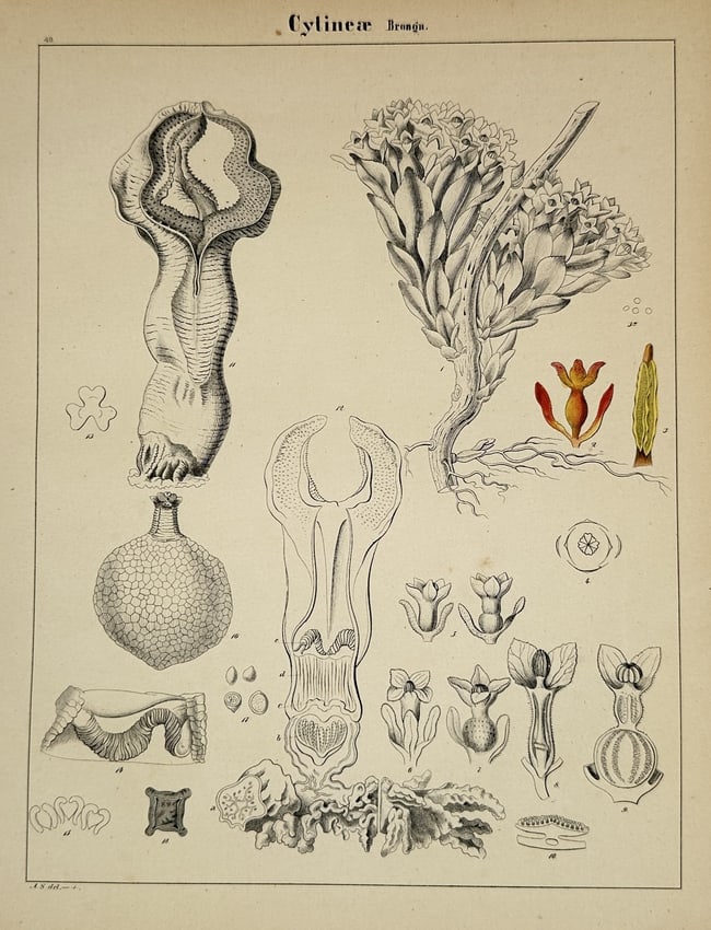 Adalbert Schnizlein (1814–1868) – Botanical Study of the Cytinus Family (Cytineae) (1 of 2)
