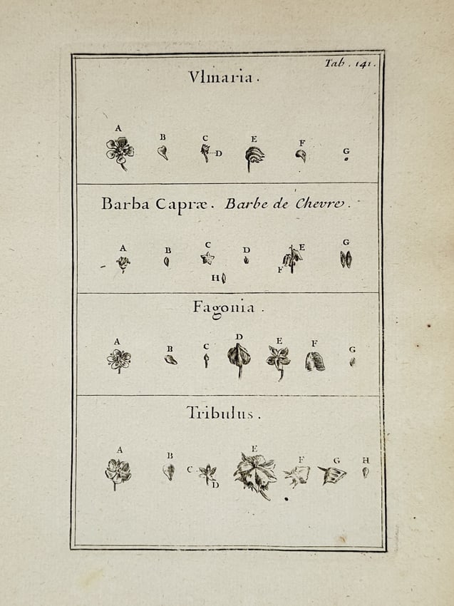 Joseph Pitton de Tournefort – Botanical Study of Ulmaria, Barba Caprae, Fagonia, and Tribulus (1 of 2)