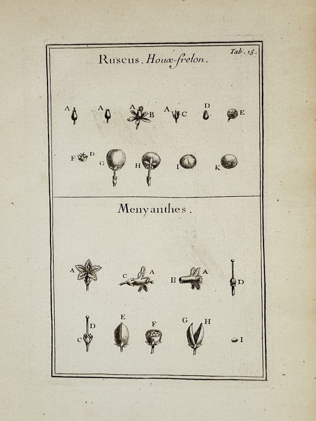 Joseph Pitton de Tournefort (1656–1708) – Botanical Study of Ruscus and Menyanthes: "Ruscus. Houx-frelon. Menyanthes. Tab. 15." illustrates the essential floral and reproductive characteristics of two distinct plant genera through a series of comparative dissections. The upper regist