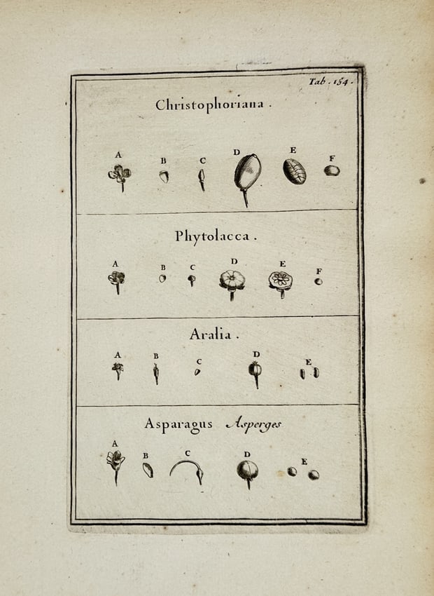 Joseph Pitton de Tournefort – Botanical Study of Christophoriana, Phytolacca, Aralia (1 of 2)