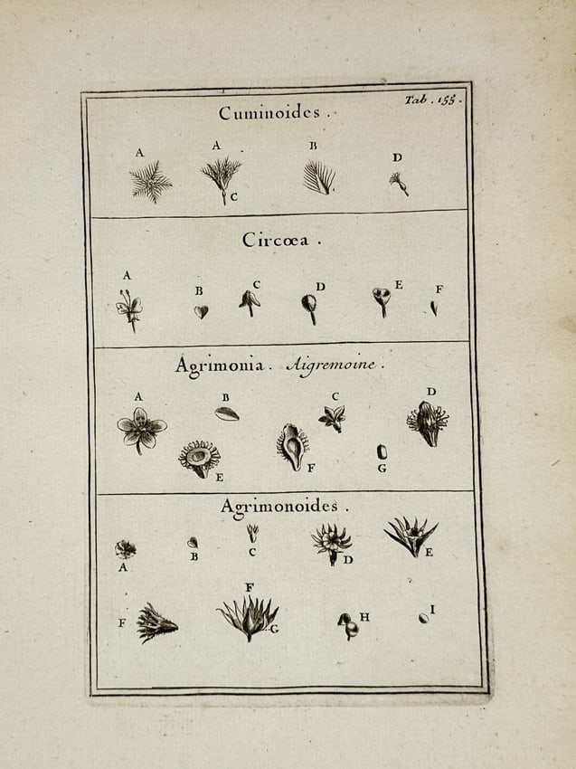 Joseph Pitton de Tournefort (1656–1708) – Botanical Study of Cuminoides, Circaea, Agrimonia (1 of 2)