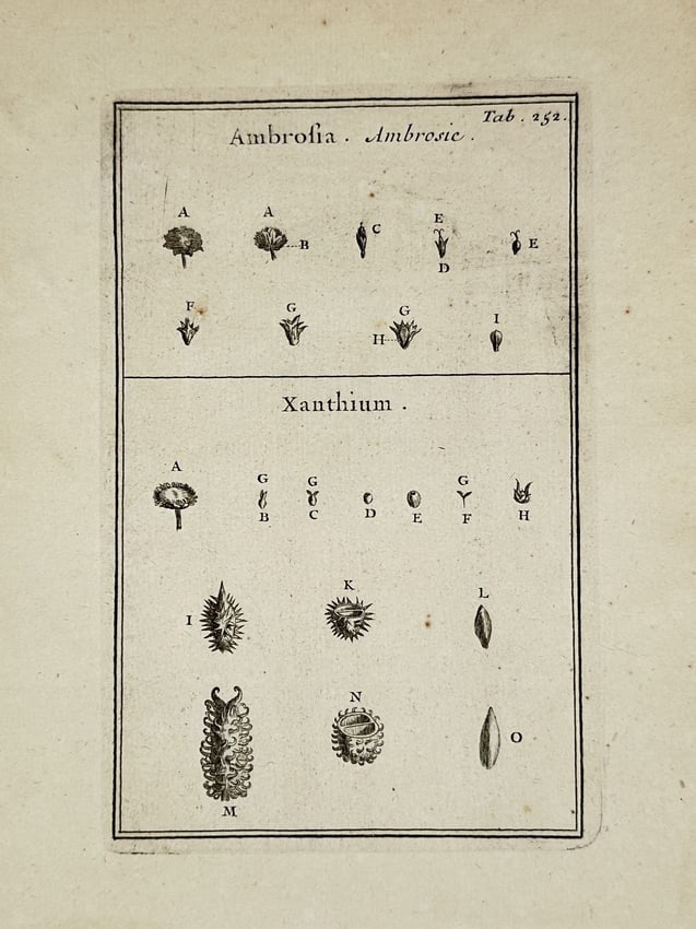 Joseph Pitton de Tournefort (1656–1708) – Botanical Study of Ambrosia and Xanthium (1 of 2)