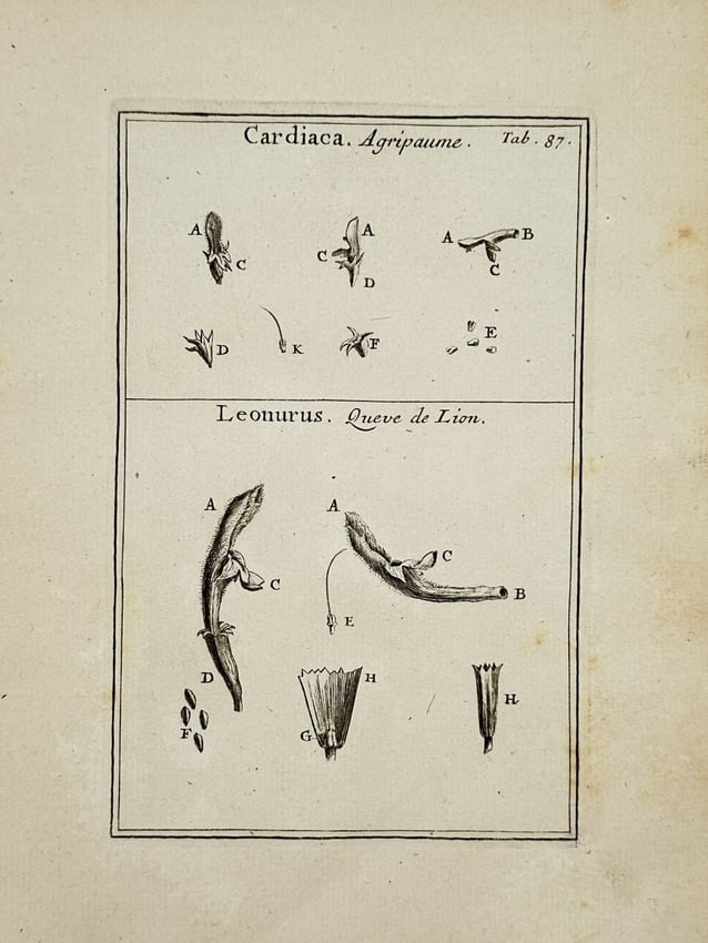 Joseph Pitton de Tournefort (1656–1708) – Botanical Study of Cardiaca and Leonurus – Etching (1 of 2)