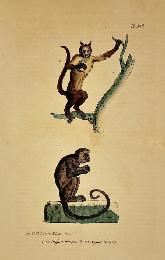 George-Louis Leclerc, Comte de Buffon – Natural History Study of the Tufted Capuchin (1 of 2)