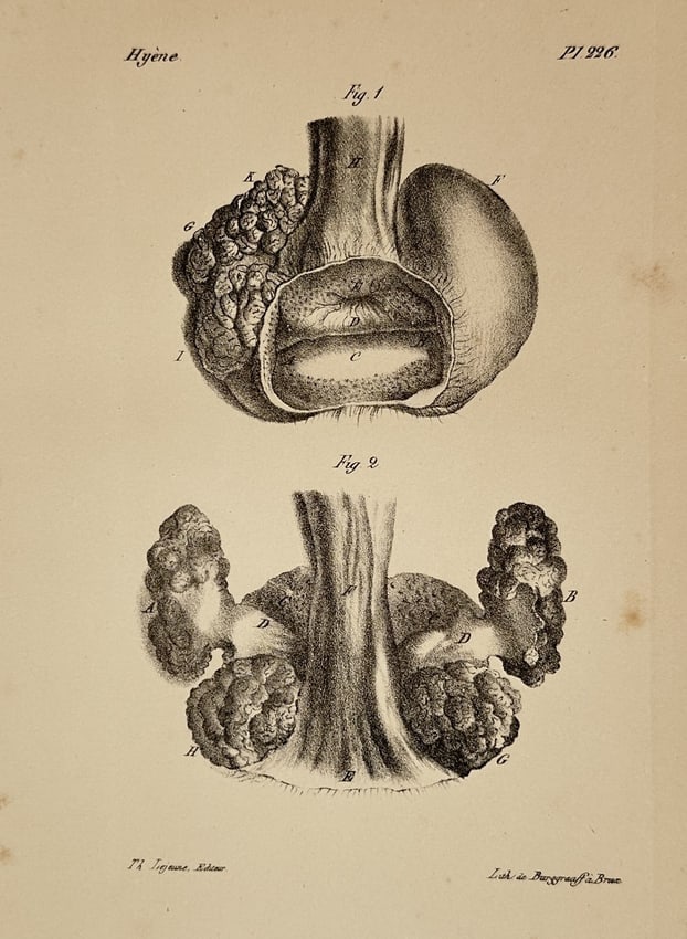 George-Louis Leclerc, Comte de Buffon – Natural History Study of Pathological Anatomy (1 of 2)