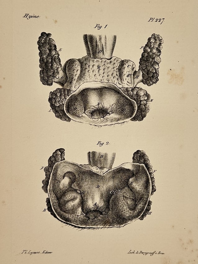 George-Louis Leclerc, Comte de Buffon – Natural History Study of Internal Pathological (1 of 2)