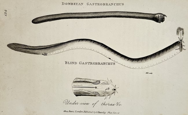 George Shaw (1751–1813) – Natural History Study of the Hagfish – Etching (1804) (1 of 2)