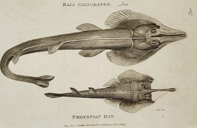 George Shaw (1751–1813) – Natural History Study of the Common Guitarfish and Thouinian (1 of 2)