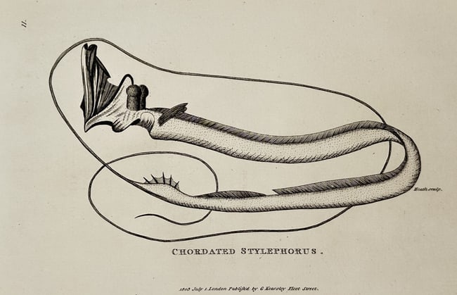 George Shaw (1751–1813) – Natural History Study of the Tube-eye – Etching (1803) (1 of 2)
