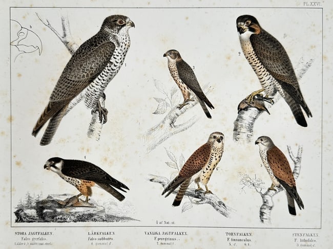 Carl Jacob Sundevall – Studies of Falcons: Gyrfalcon, Hobby, Peregrine, Kestrel (1 of 2)