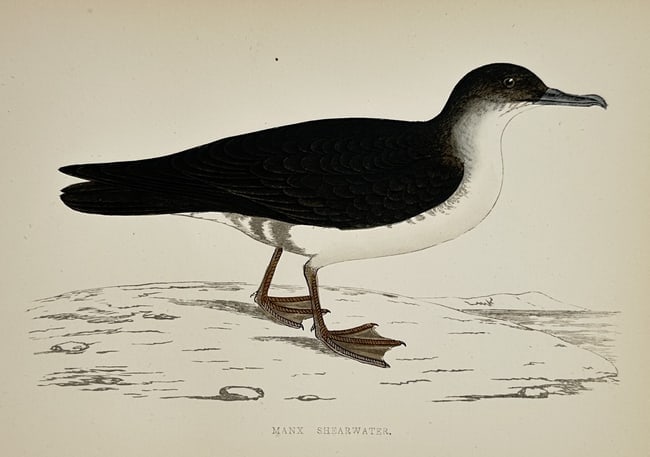 Francis Orpen Morris (1810–1893) – Study of a Manx Shearwater – Hand-coloured wood: "Manx Shearwater." features a detailed ornithological study of a seabird from the Procellariidae family. The subject is shown in profile standing on a pale, rocky shore with a suggestion of the sea in
