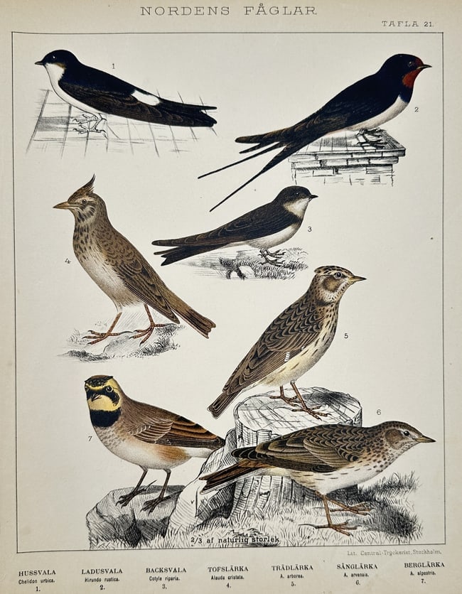 Gustaf Kolthoff – Studies of Songbirds: Swallows and Larks – Lithograph (1898) (1 of 2)